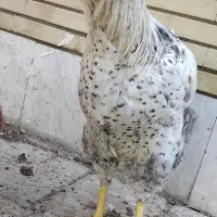 خروس|حیوانات مزرعه|فلاورجان, |دیوار