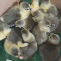 فروش جوجه غاز چند روزه