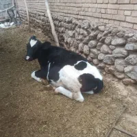 گوساله