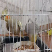 طوطی عروس جفت آماده تخم گذاری|پرنده|فومن, |دیوار