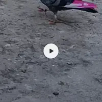 کفترگمشده|پرنده|باقرشهر, |دیوار