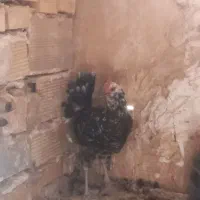 مرغ و خروس گلین|حیوانات مزرعه|تهران, هفده شهریور|دیوار