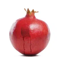 حجامت پاییزه فرارسید