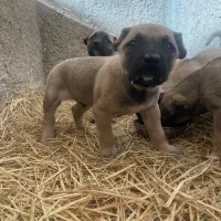 توله سرابی|سگ|پاکدشت, پاکدشت (مامازند)|دیوار