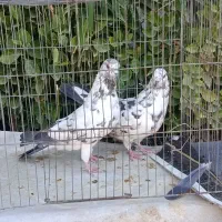 20عدد کفتر پرشی به صورت یکجا|پرنده|هشتگرد, ینگی امام|دیوار
