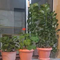 گل گیاهی|گل و گیاه طبیعی|زنجان, |دیوار