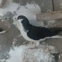 کبوتر|پرنده|بجنورد, |دیوار