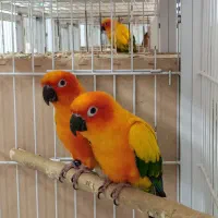 جفت های مولد خورشیدی