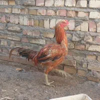 مرغ وخروس|حیوانات مزرعه|تربت جام, رضاآباد|دیوار