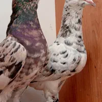 کفتر سار هفترنگ پرتقالی آلمانی جانسون