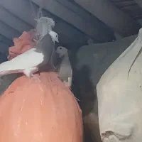 طوقی ماده‌ونر|پرنده|شباب, |دیوار