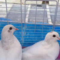 جفت سفیدِ اوج‌رو خوش‌پر،خوش‌اُفت، آمادهٔ خط‌پرواز