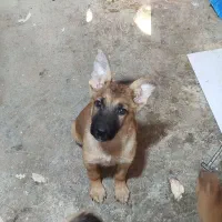 1 جفت توله ژرمن شپرد 3ماهه|سگ|هندیجان, |دیوار