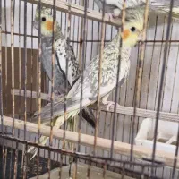 جوجه عروس هلندی