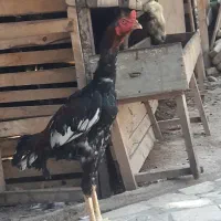 خروس لاری