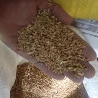 خرید وفروش دان پارس و گندم