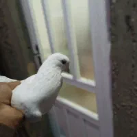 ۳۰۰دونی|پرنده|آبدانان, |دیوار