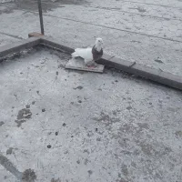 کبوتر کلفه طوقی