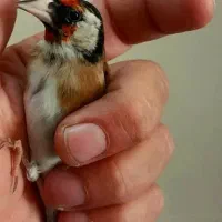 سهره سیاهسر|پرنده|تهران, دربند|دیوار