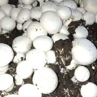 سالن-پرورش-قارچ