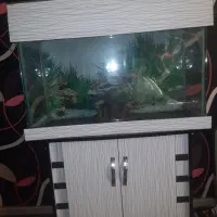 اکوریوم سالم