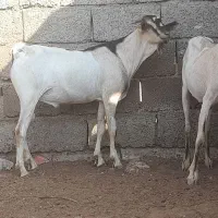 نری صومال و غوچ برشن
