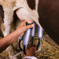 شیرگاو|خوردنی و آشامیدنی|نورآباد ممسنی, |دیوار