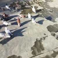 فروش تعدادی کبوتر