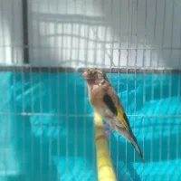 سهره متولدقفس|پرنده|آذرشهر, |دیوار