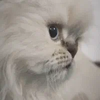 گربه اسکاتیش