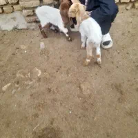 بزغاله شیری دوقلو دوتاهم ماده جنس الی