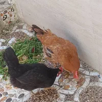 مرغ|پرنده|هندیجان, |دیوار