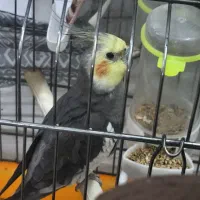 فروش عروس هلندی نر