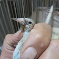 سهره نر.جوجه گلبسر.جوجه سهره .آگهی بخون|پرنده|تربت جام, حافظ|دیوار