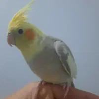 عروس هلندی سخنگو|پرنده|اراک, |دیوار