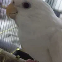 عروس هلندی آلبینو سخنگو رام