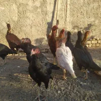 لاری درجه یک|حیوانات مزرعه|رشتخوار, |دیوار