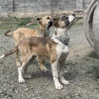 واگذاری توله سگ