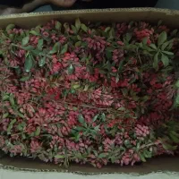 فروش زرشک محلی