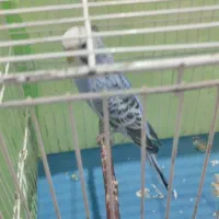 یک عدد مرغ عشق ماده