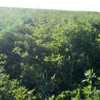 کسانی که دنبال پابلند هستن در خدمتم خارجی اصل|خدمات باغبانی و درختکاری|خرم‌آباد, |دیوار