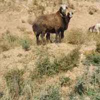 قوچ دوسالونیم