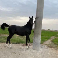 اسب درجه یک