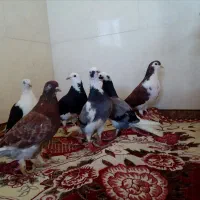 9عددکبوتریکجا 2تومن