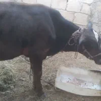 سلام علیکم یک عدد نرگاو۱سالشه مخصوص داشت