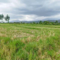 فروش شالیزار سنتی 900 متر