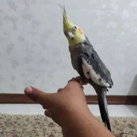 عروس هلندی نر|پرنده|اهواز, کوی بشارت|دیوار