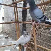 کبوتر پرشی نر سبز دست سفید و کله دار کاکلی