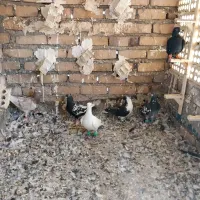 ۶ تا کبوتر قلدور