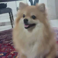 پامرین ماده